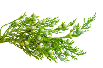 closeup of fresh green juniper plant with berries is isolated on