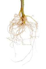 tomato plant exposed roots is isolated on white background