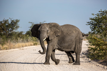 Fototapeta na wymiar Big Elephant in Etosha National Park, Namibia, Africa
