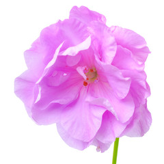 beautiful blooming lilac geranium flower with green leaves is is