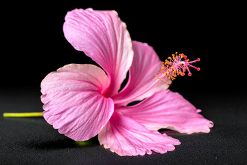 beautiful pink hibiscus flower on black background with drops, c © Alisa