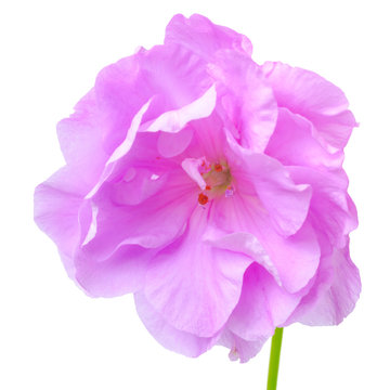 beautiful blooming lilac geranium flower with green leaves is is