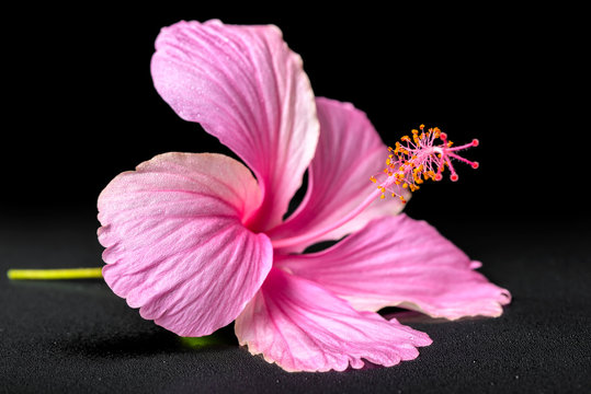 Fototapeta piękny różowy kwiat hibiskusa na czarnym tle z kroplami, c