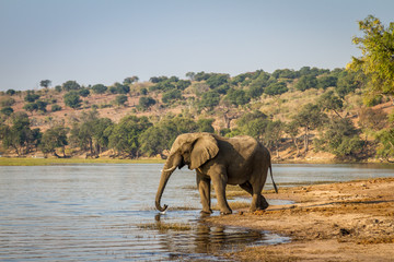 Fototapeta na wymiar Beautiful elephant in Khwai Conservation Area in Botswana, Africa