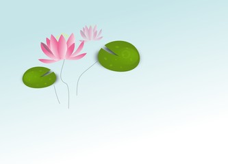 Water lily