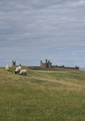 sheep grazing near Dunstanburgh castle, Northumberland