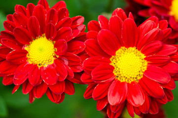 beautiful chrysanthemum