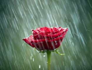 Red rose into the rain. Shallow DOF