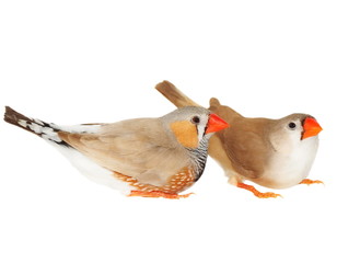 zebra finch, isolated on white background with clipping path, taeniopygia guttata © dule964