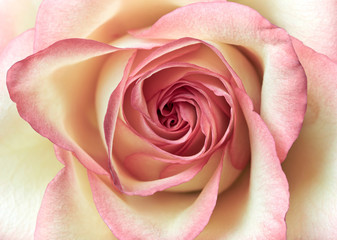 Close up shot of pink rose