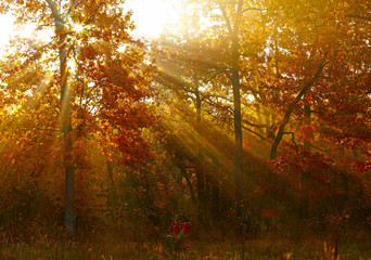Sunlights in autumn forest