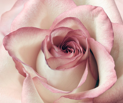 Pink and white rose background