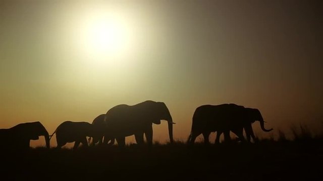 Graceful Giants: Herd of African Elephants Silhouetted Against the Setting Sun, Majestically Strolling in the Twilight Glow.