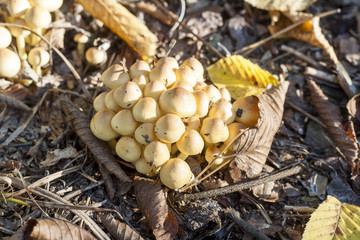 Mycelium near stump in the autumn forest, sunlight, close up