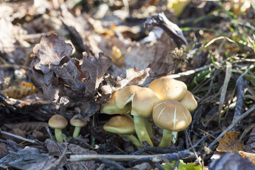 Mycelium near stump in the autumn forest, sunlight, close up