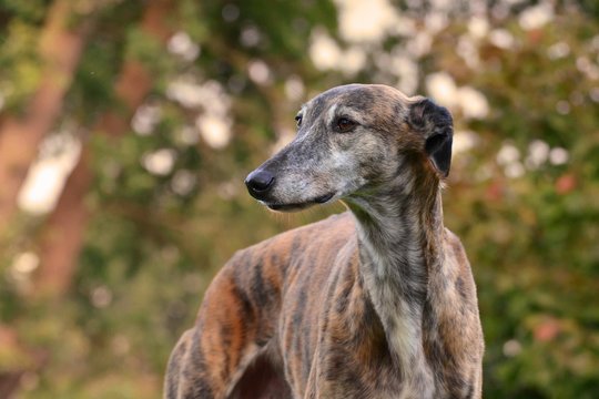 Galgo Images – Browse 50 Stock Photos, Vectors, and Video | Adobe Stock