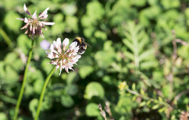 Bublebee Gathering Nectar from Clover