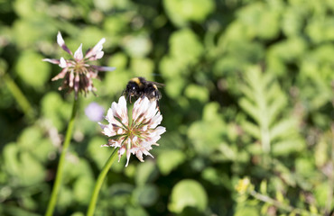 Bublebee Gathering Nectar from Clover