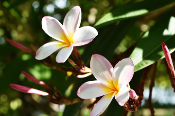 Fototapeta premium White and yellow plumeria flowers in Thailand.