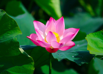 Pink lotus flower
