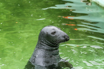 Fototapeta premium seal in zoo garden