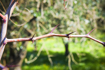 The stem of a plant with thorns
