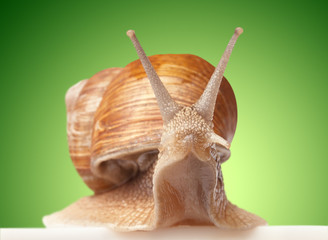 One big snail