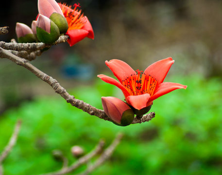 The flowers of ceiba tree, crimson kapok flowers. Blossom of the Red Silk Cotton Tree