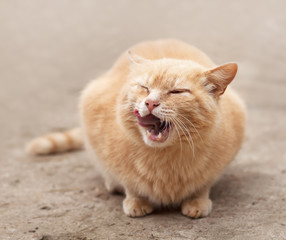 red cat
