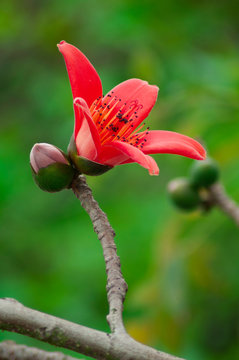 The flowers of ceiba tree, crimson kapok flowers. Blossom of the Red Silk Cotton Tree