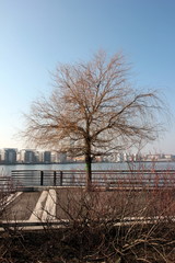 Obraz premium kahler Baum im Winter