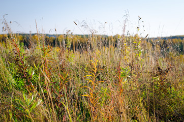 нежная теплая осенняя природа