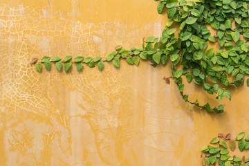 green ivy on old yellow wall
