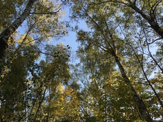 Obraz premium Autumn forest on a sunny day