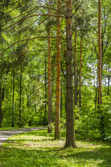 Дорожка в сосновом бору, хвойный лес