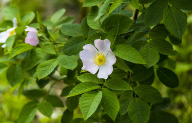 Цветок шиповника, шиповник в цвету