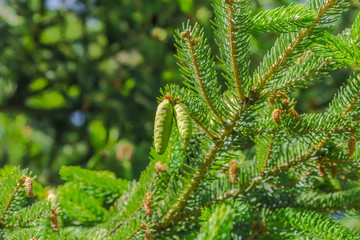 Молодые шишки на елке, еловая ветка