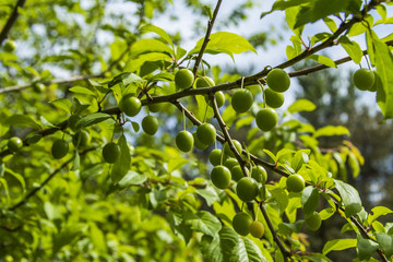 Зеленые сливы на ветке, плоды на ветке сливы