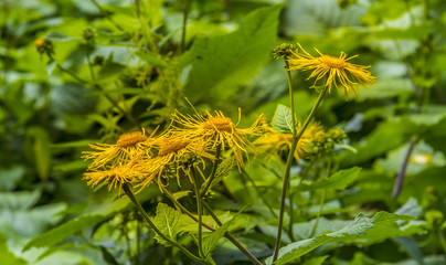 Дороникум, козульник, астры, желтые цветы, дендрарий