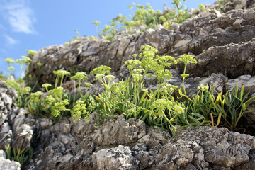Plants in the cracks of the rock