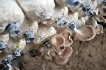 Mushroomfarm