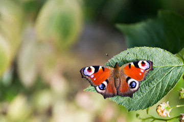 butterfly