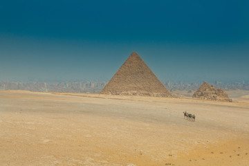 Fototapeta na wymiar camels caravan on egyptian pyramid backround