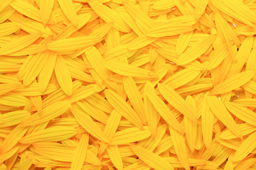 autumn background of yellow flower petals of artichoke