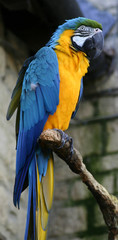 Blue and yellow macaw