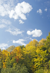 Fototapeta premium Fall in forest