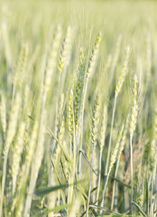 Green barley growing in a field