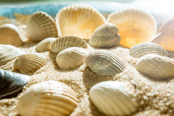 Sea shells on sand. Summer beach background. Top view
