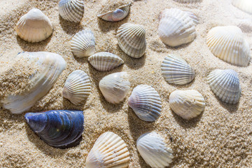 Sea shells on sand. Summer beach background. Top view