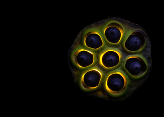 Lilly Pad Seed Pod -  Lilly Pad Seed Pod on black background